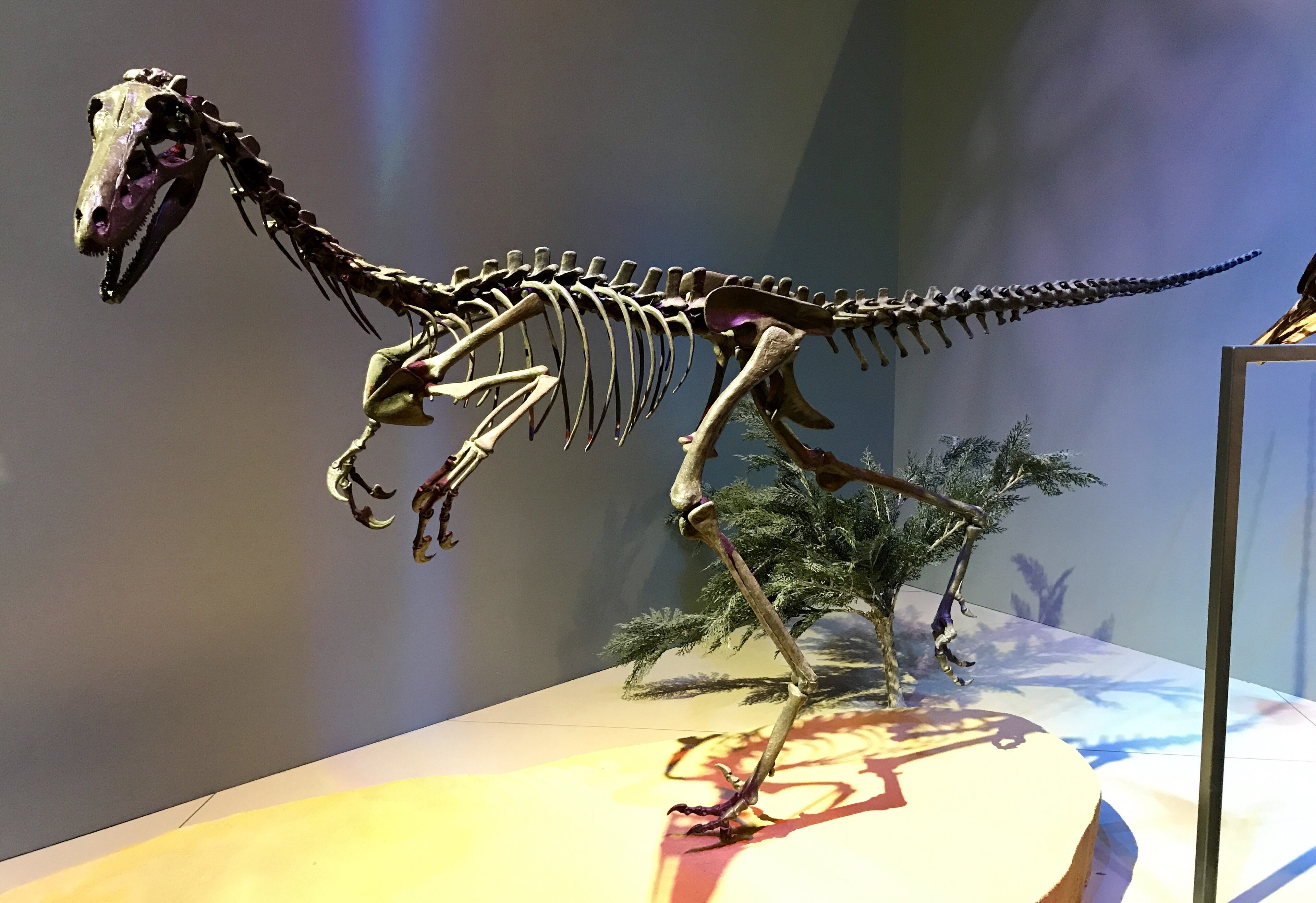 Alaskan troodont at Perot Museum.jpg