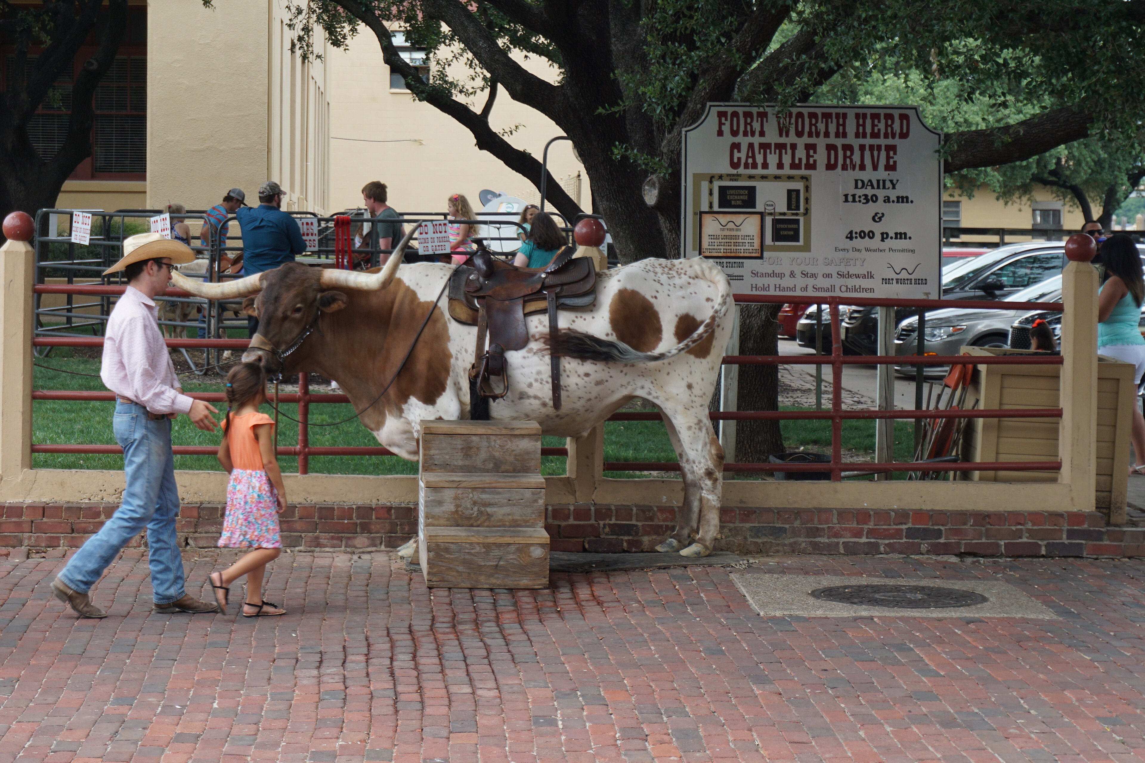 Fort Worth Stockyards June 2016 19 (Fort Worth Herd Cattle Drive).jpg
